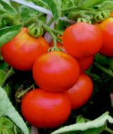 Mei Wei Hybrid Tomato Seeds RARE 50