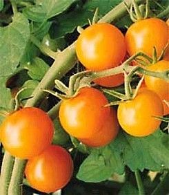 Sun Gold Tomato 20 Seeds Golden Orange Cherry Sweet