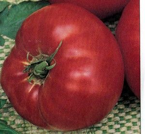 Parks Whopper Hybrid Tomato 45 Seeds Popular Variety