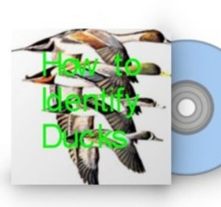Duck Hunting   How To Identify Waterfowl Ducks & Geese, 2 Books on CD