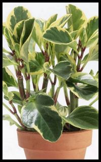  Clusifolia Variegated Ground Cover Hanging Pots Indoor 1 Plant