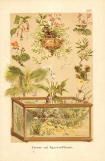 1901 Indoor Plants and Aquarium Plants Antique Chromolithograph to