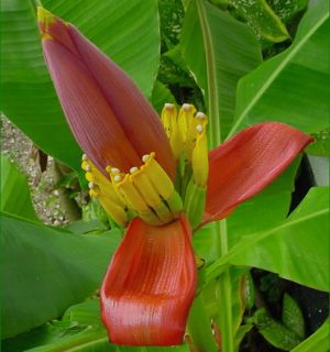 Ornamental Flowering Banana 10 Live Seeds Musa Beccarii