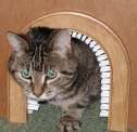  for Inside Use Solve The Litter Box Problem May Self Decorate