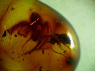  Dominican Clear Amber Fossil Insects Big Spider Catching Fly