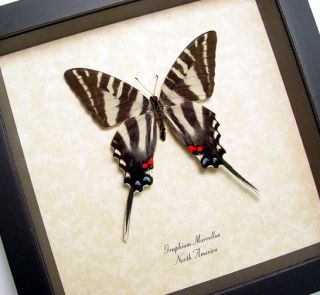  butterfly is commonly known as the north american zebra swallowtail