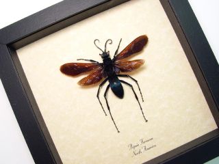  information about what makes our insect displays the best you can get