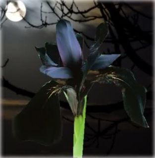 This elegant Iris has remarkable flowers of inkyblack purple, stained