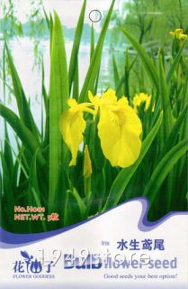 Bag 5 Seeds Flower Yellow Iris Water Plant Bulb H001