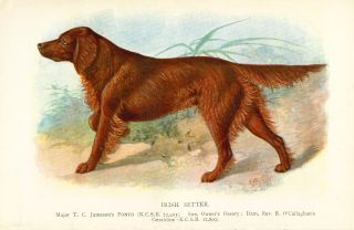 Antique Chromolithograph Print 1889 Named Irish Setter Dog