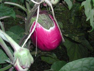Italian Pink Eggplant 25 Seeds