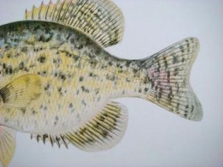 Antique Offset Lithograph Vintage Calico Bass Fish Print Denton