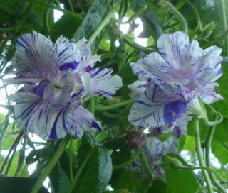 Hige Jamie Lynn Hige Purple Flaked Morning Glory Seeds Magnificent