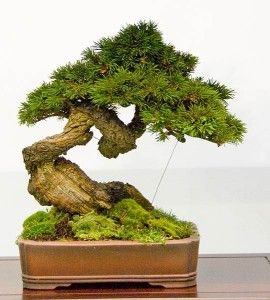 Japanese Black Pine Bonsai Kit  Your Own Bonsai Seeds/Pots/Soil