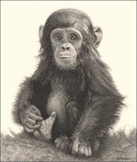 Wildlife Art Signed Print Pencil Drawing Sketch Ape Monkey Baby Chimp