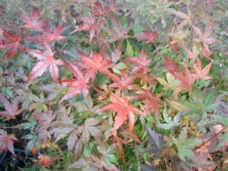 Japanese Maple Trees for Landscape or Bonsai Flat Rate Shipping