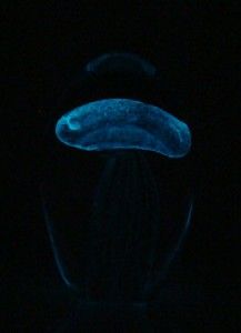  Blown Glow in The Dark Glass Baby Teal Jellyfish Paperweight