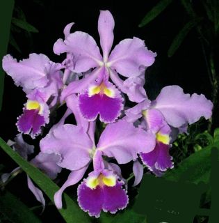 Jewell Orchids – Select Species Cattleya Warscewiczii Dark Colored