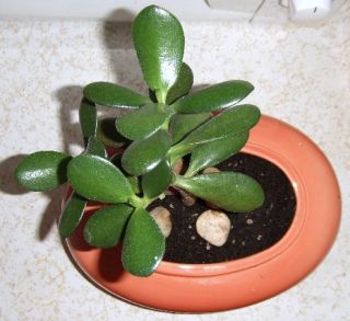 Jade or Friendship Tree Plant Rooted Succulent