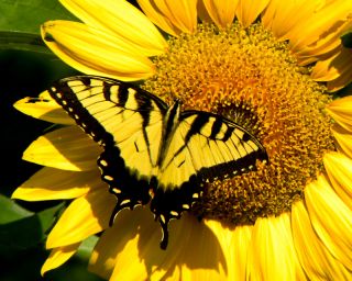 Sunflower Butterfly