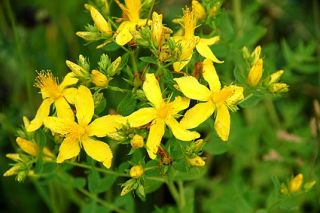 st john s wort is extremely effective at leveling the bodies natural