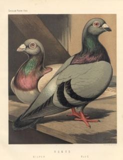 ILLUSTRATED BOOK OF PIGEONS CASSELL 50 CHROMOS FROM PAINTING BY J W