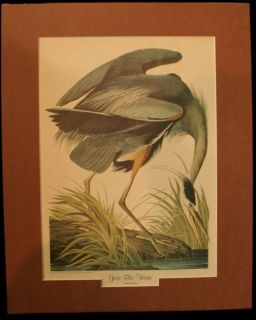 Custom Matted John James Audubon Great Blue Heron Print Birds of America Series  