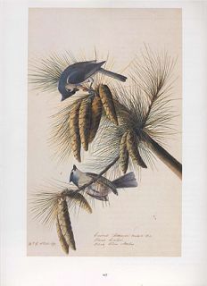 John James Audubon Bird Print Tufted Titmouse  