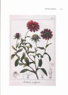 Joseph Prestele Botanical Print Gaillardia Amblyoden Blanket Flower  
