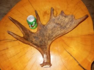 Moose Antler Shed Decor Brown Crafts Alaska Elk