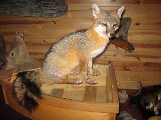 Beautiful Sitting Gray Fox Animal Taxidermy Mount Art Wildlife  No