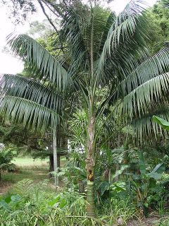 Kentia Palm Best Indoor Outdoor Tree Coconut 5 Gallon