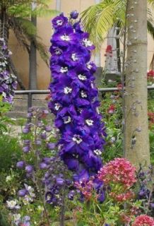 500 Purple Rocket Larkspur Delphinium Flower Seeds