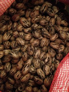 10lb Bulk Texas Pecans in Shell Organic and Picked This Week