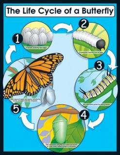 Life Cycle of A Butterfly Science Poster Chart New