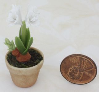  Miniature Handmade Star Lily Hippeastrum White Flower Plant Pot Clay