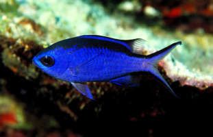 Blue Chromis Live Saltwater Fish