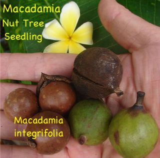 Live Seedling Macadamia Nut Fruit Tree Mauna LOA Plant