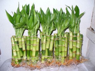 55 Stalks Lucky Bamboo 4