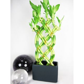 Live 8 Braided Style Lucky Bamboo Plant Arrange w Black Vase Best Gift