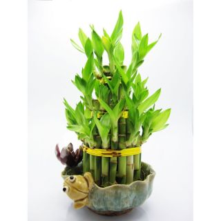 Large 3 Tier Multi Layer Lucky Bamboo Arrangement Feng Shui Hardy