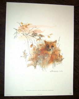 Mads Stage Young Fox Print