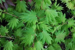 Japanese Maple Palmatifolium 2 Year