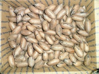 LOUISIANA NATIVE PECANS~5 + LBS~CANDY MAKING~PRALINES~RAIN WATER ONLY