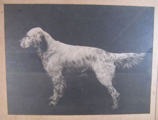 Champion Meadowview Yale English Setter Photo 1910