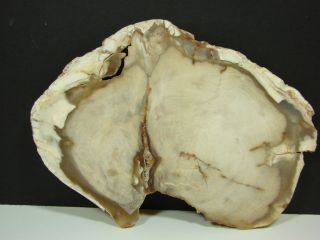Petrified Wood Round from Mcdermitt Oregon Thin Slice
