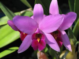 Laelia Anceps Mendenhall Orchid Plant