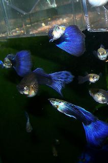 Live Half Black Blue Fancy Tail Guppies 6 pack of Fry **Live Tropical