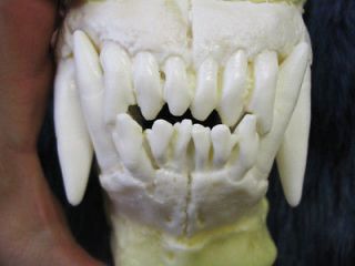 Large polar bear jaws teeth cast taxidermy REPLICA