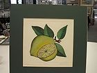LEMON BY DAN MITRA HAND COLORED ETCHING SIGNED AND NUMBERED RARE